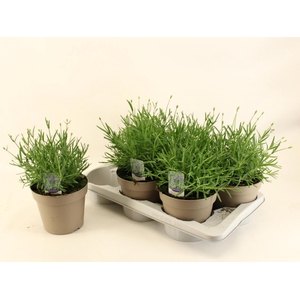 LAVAN AN ESSENCE PUR