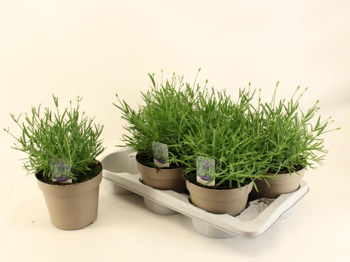 <h4>LAVAN AN ESSENCE PUR</h4>