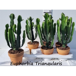 Euphorbia Triangularis 16Ø 50cm