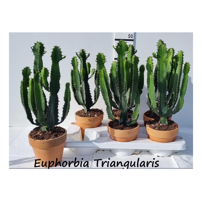 <h4>Euphorbia Triangularis 16Ø 50cm</h4>