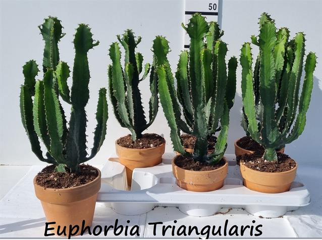 Euphorbia Triangularis 16Ø 50cm