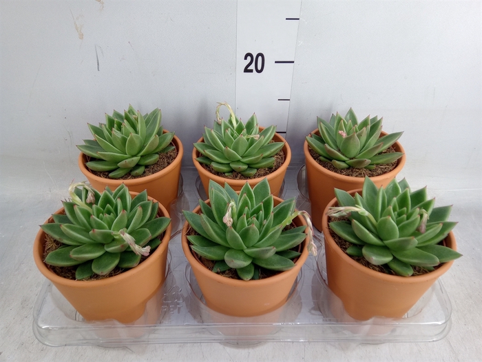 <h4>Echeveria  'Miranda'</h4>