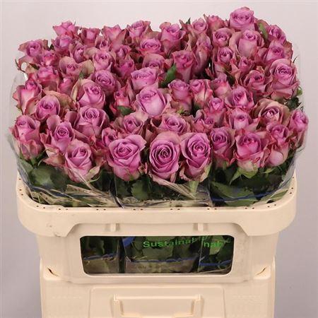 <h4>R Gr Nightingale!</h4>