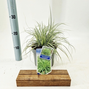 Carex oshimensis