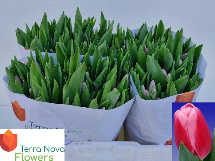 <h4>TU EN DUTCH DELIGHT</h4>