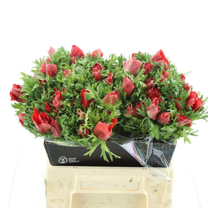 <h4>Anem Co Mar Red</h4>