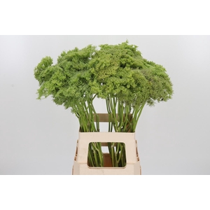 Ammi Majus Visnaga Zaad