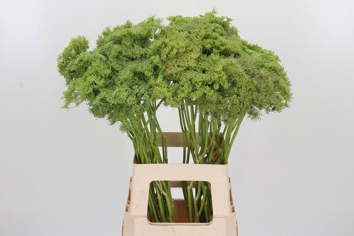 <h4>Ammi Majus Visnaga Zaad</h4>