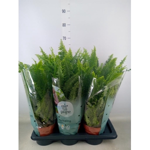 Nephrolepis exal. 'Green Lady'