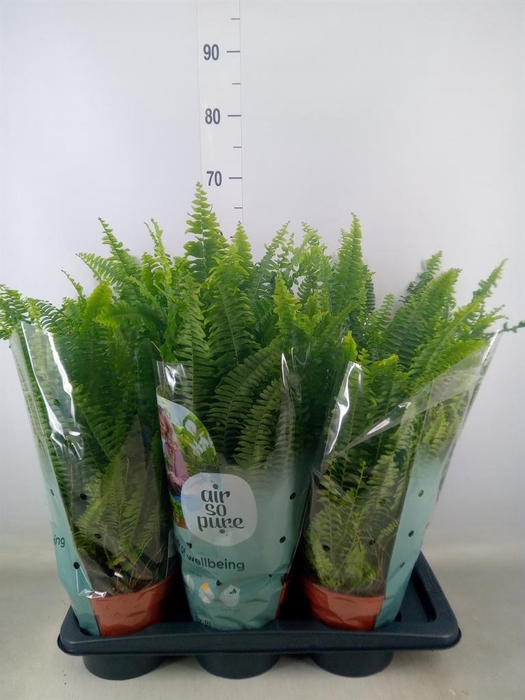 <h4>Nephrolepis exal. 'Green Lady'</h4>