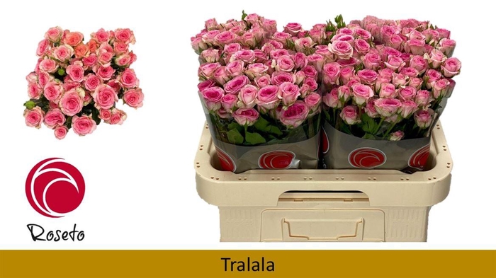 <h4>R Tr Tralala</h4>