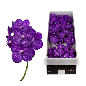 Vanda Bright Purple X16