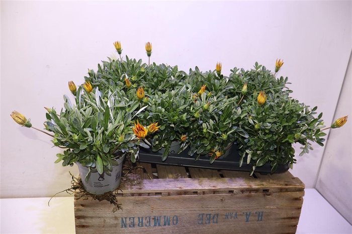 <h4>Gaz R Magic</h4>