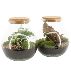 90587: Terrarium arrangement