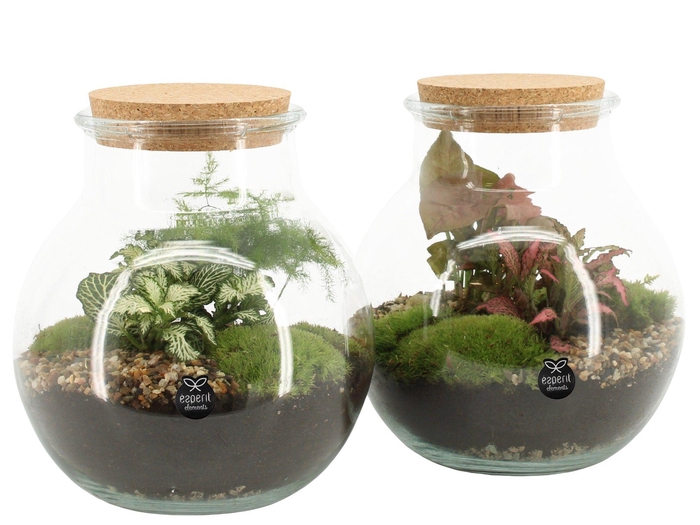 <h4>90587: Terrarium arrangement</h4>