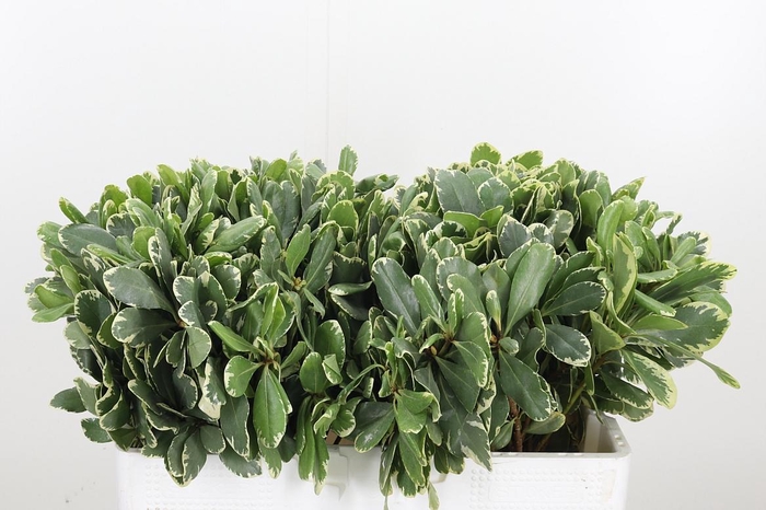 <h4>Pittosporum Ilan</h4>