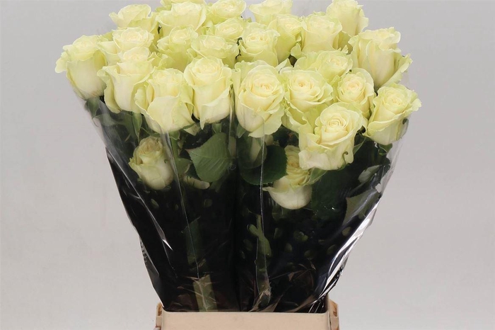 <h4>R Eq Mondial</h4>