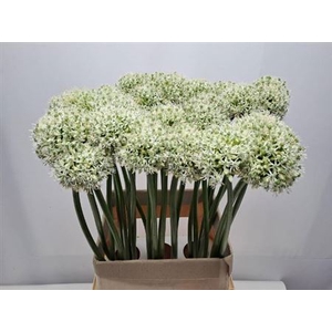 Allium Mount Everest