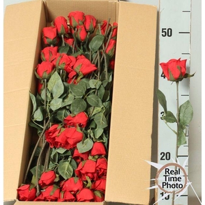 Roses artificielles rouge