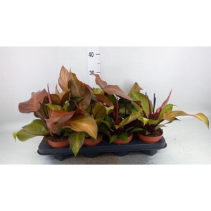 Philodendron  'Sunlight'