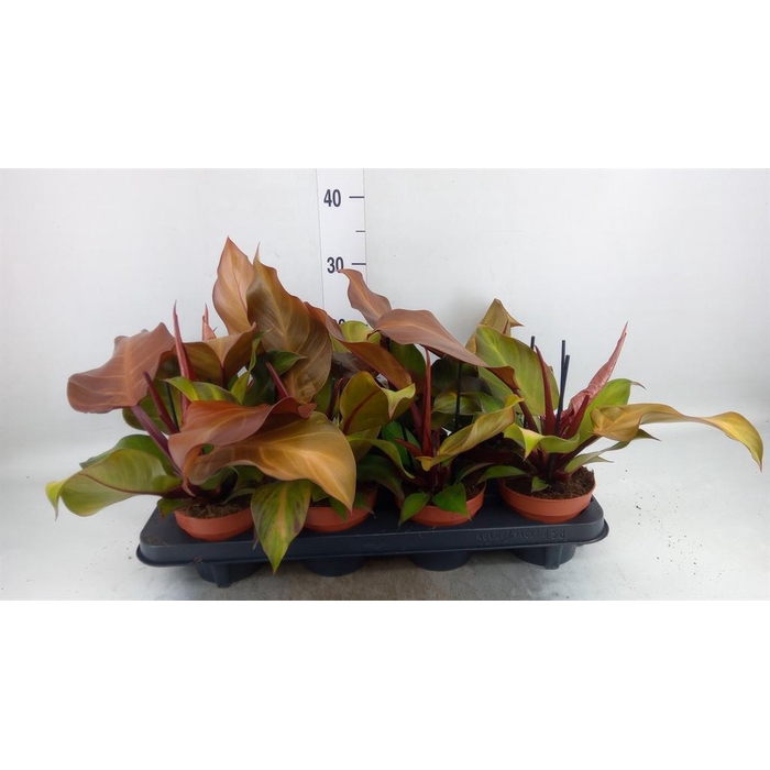 <h4>Philodendron  'Sunlight'</h4>