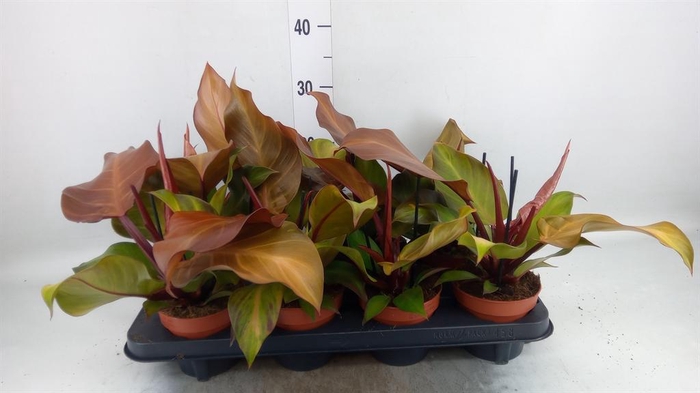Philodendron  'Sunlight'