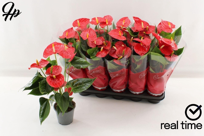 <h4>Anthurium Andr. Esudo</h4>