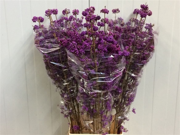 CALLICARPA PROFUSION