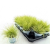 Festuca glauca AmiGold® 2012