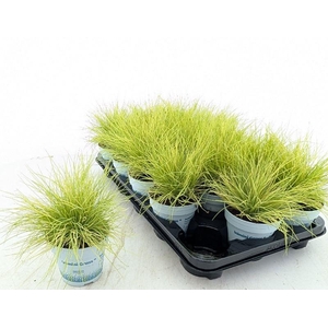 Festuca glauca AmiGold® 2012