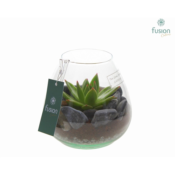 <h4>Green Bottle Abby Small met Echeveria</h4>