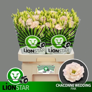 EUS G CHAC WED PINK