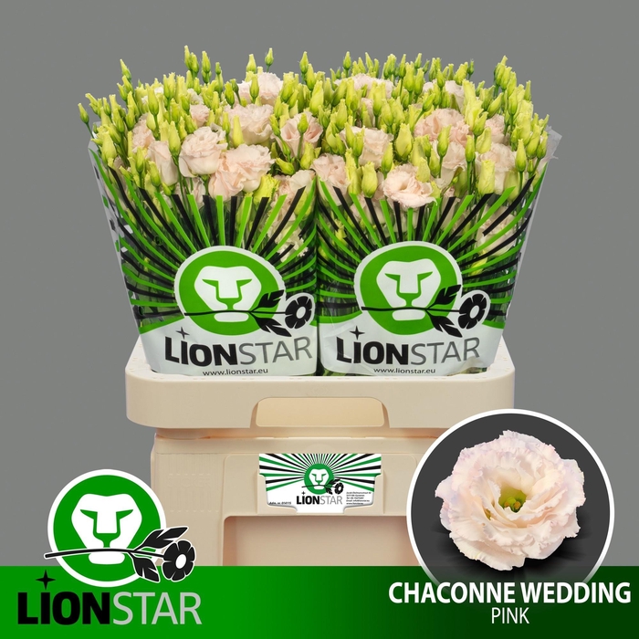 <h4>EUS G CHAC WED PINK</h4>