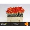 R Gr Firefox X10