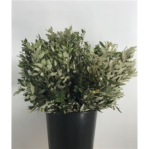 Quercus Ilex