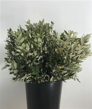 <h4>Quercus Ilex</h4>