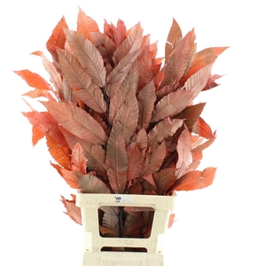 Pres Chestnut Leaf Red