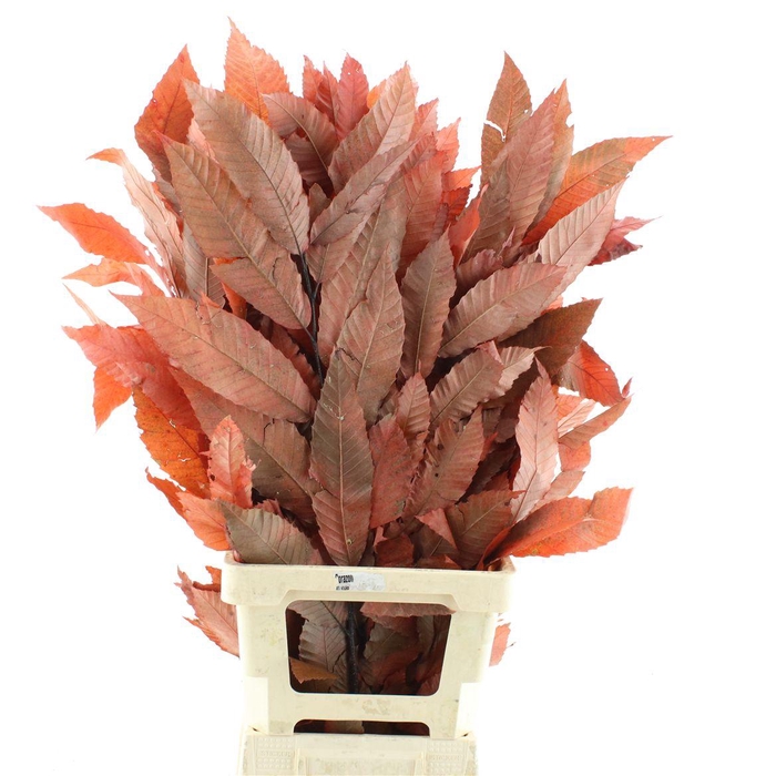 <h4>Pres Chestnut Leaf Red</h4>