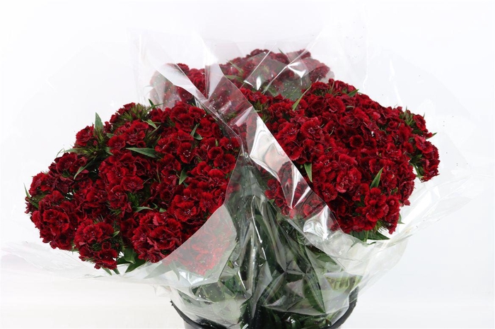 <h4>Di Barb Bordeaux</h4>