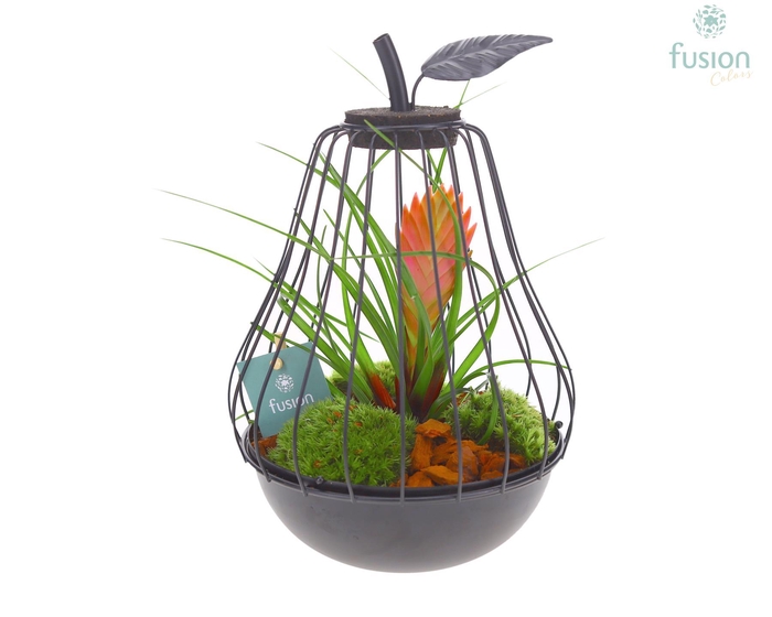 <h4>Peer metaal zwart Small met Bromelia</h4>