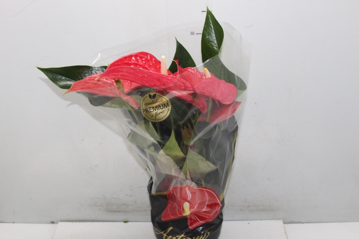 <h4>ANTHURIUM MICHIGAN P17 PREMIUM</h4>