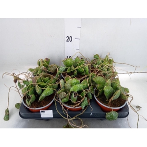 Hoya   ...