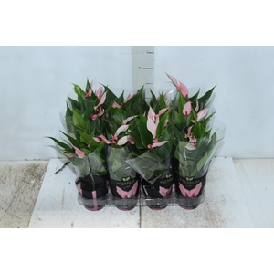 ANTHURIUM LILLI P09 PREMIUM