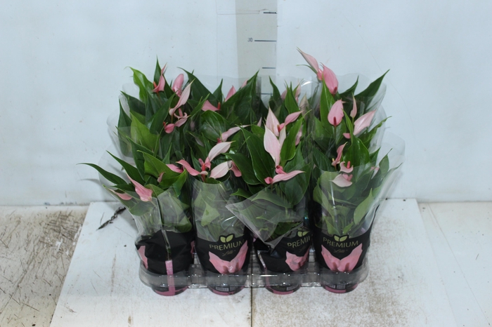 <h4>ANTHURIUM LILLI P09 PREMIUM</h4>