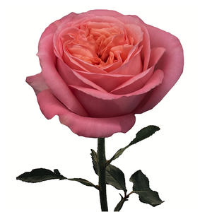 R GR PINK X-PRESSION