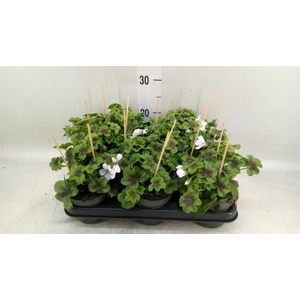 Pelargonium pelt. 'VilleDresden'