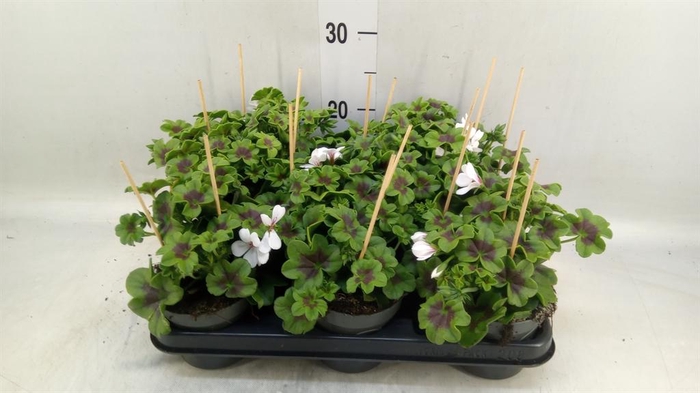 <h4>Pelargonium pelt. 'VilleDresden'</h4>