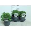 Agastache Blue Fortune