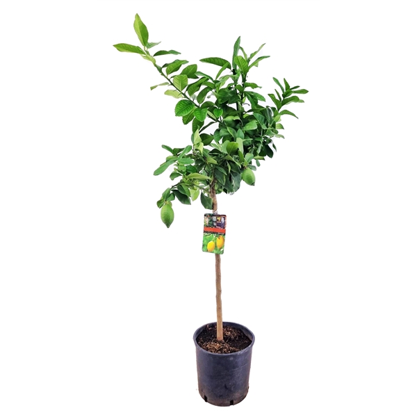 <h4>Citrus lemon</h4>