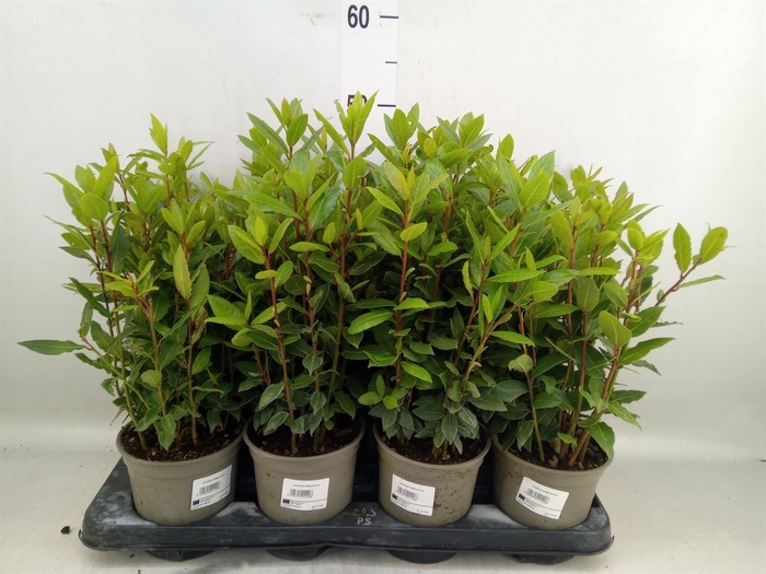 <h4>Laurus nobilis</h4>
